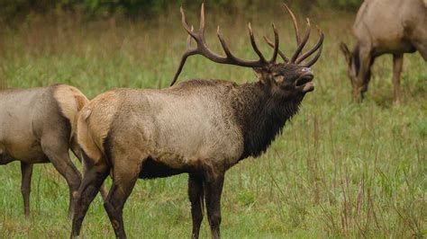 Wisconsin DNR estimates state's elk herds have grown to around 500 animals